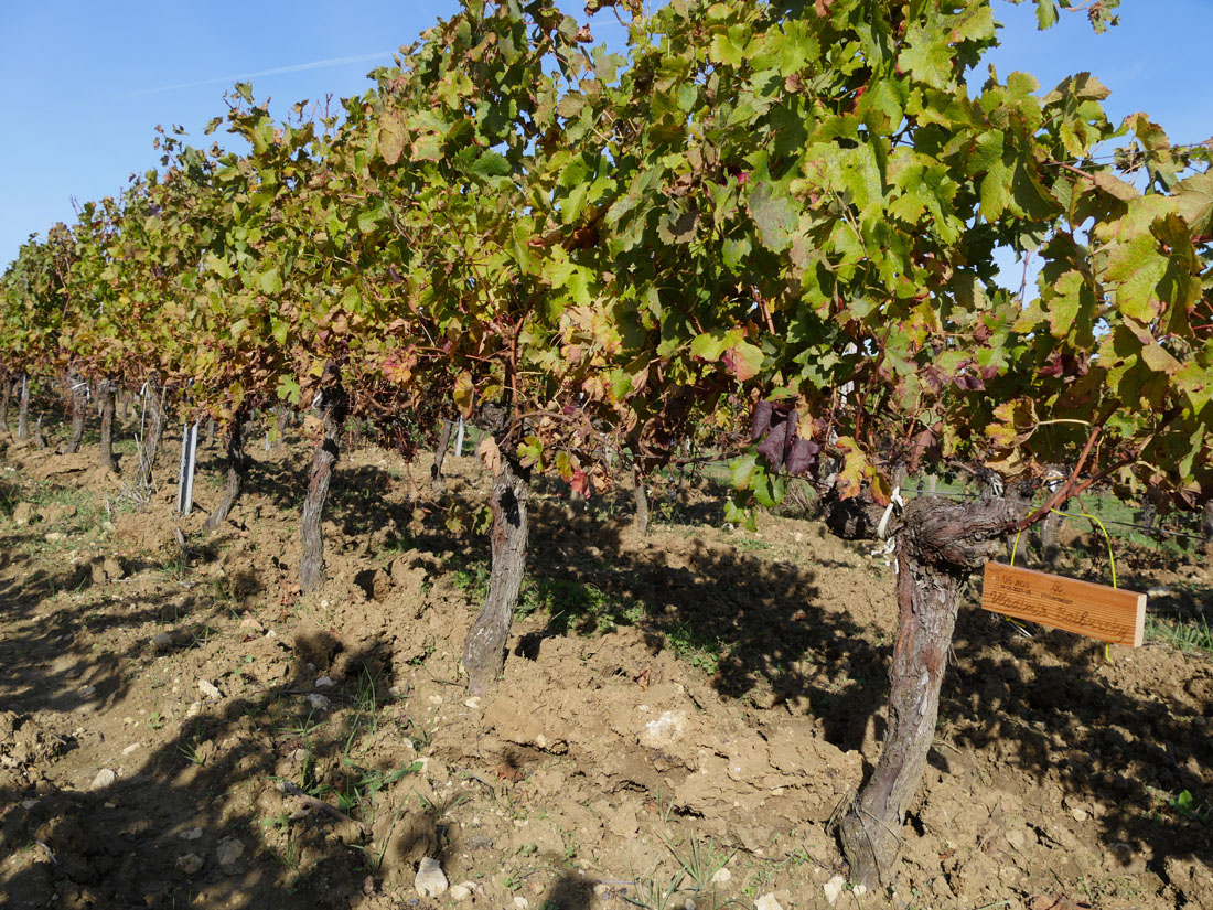 Виноградник на урожай